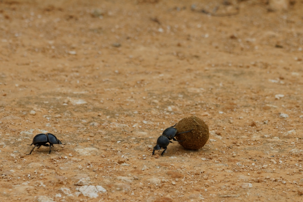 06 - Addo Elephant NP (23).jpg